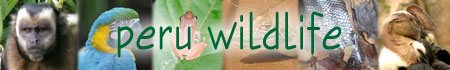 Peru Wildlife