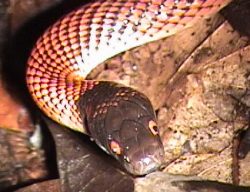 Black-headed Calico Snake