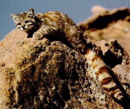 Andean Cat