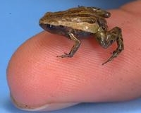 Nobles Pygmy Frog