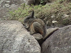 Northern Viscacha