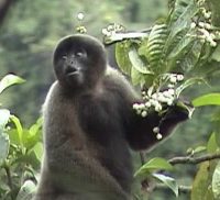 Common Woolly Monkey
